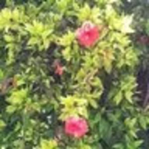 Meet your Posher, Alisha